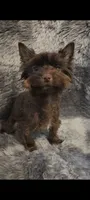 Pebbles , a female Yorkshire Terrier for sale in Conroe, TX – 2 of 3