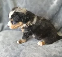 Lucky , a male Australian Shepherd and Bernese Mountain Dog for sale in Conroe, TX – 4 of 7