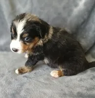 Lucky , a male Australian Shepherd and Bernese Mountain Dog for sale in Conroe, TX – 2 of 7