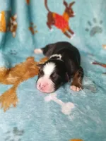 Rocky , a female Australian Shepherd and Bernese Mountain Dog for sale in Conroe, TX – 4 of 5