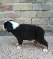 Tinkerbell, a female Australian Shepherd and Bernese Mountain Dog for sale in Conroe, TX – 3 of 3