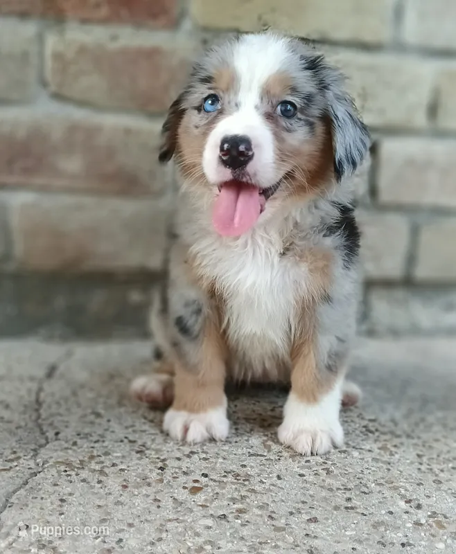 Bella  – Australian Shepherd, Bernese Mountain Dog puppy for sale in Conroe, TX