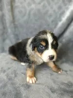 Lucky , a male Australian Shepherd and Bernese Mountain Dog for sale in Conroe, TX – 7 of 7