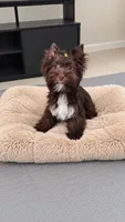 Andy, a male Yorkshire Terrier for sale in Perris, CA – 5 of 5