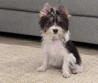 Pronto, a male Yorkshire Terrier for sale in Perris, CA – 4 of 4