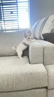 Mable , a female Yorkshire Terrier for sale in Perris, CA – 4 of 10