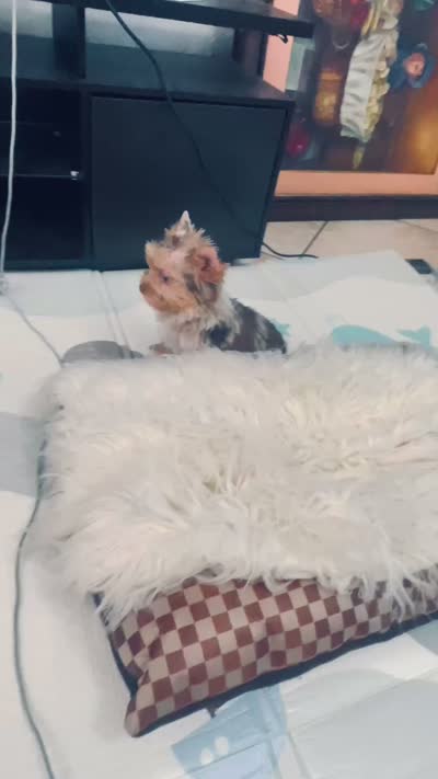 Bebe, a male Yorkshire Terrier for sale in Perris, CA – 10 of 10