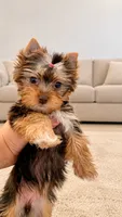 Kiki, a female Yorkshire Terrier for sale in Perris, CA – 2 of 8
