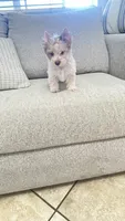Mable , a female Yorkshire Terrier for sale in Perris, CA – 7 of 10