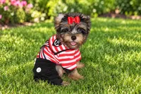 Rocky , a male Yorkshire Terrier for sale in Perris, CA – 5 of 8