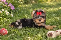 Rocky , a male Yorkshire Terrier for sale in Perris, CA – 7 of 8