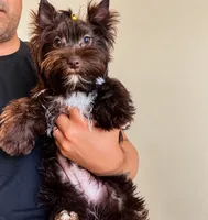 Andy, a male Yorkshire Terrier for sale in Perris, CA – 4 of 5