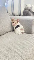 Mable , a female Yorkshire Terrier for sale in Perris, CA – 9 of 10