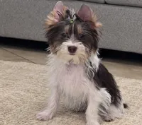 Pronto, a male Yorkshire Terrier for sale in Perris, CA – 1 of 4