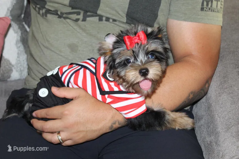Rocky , a male Yorkshire Terrier for sale in Perris, CA – 1 of 8
