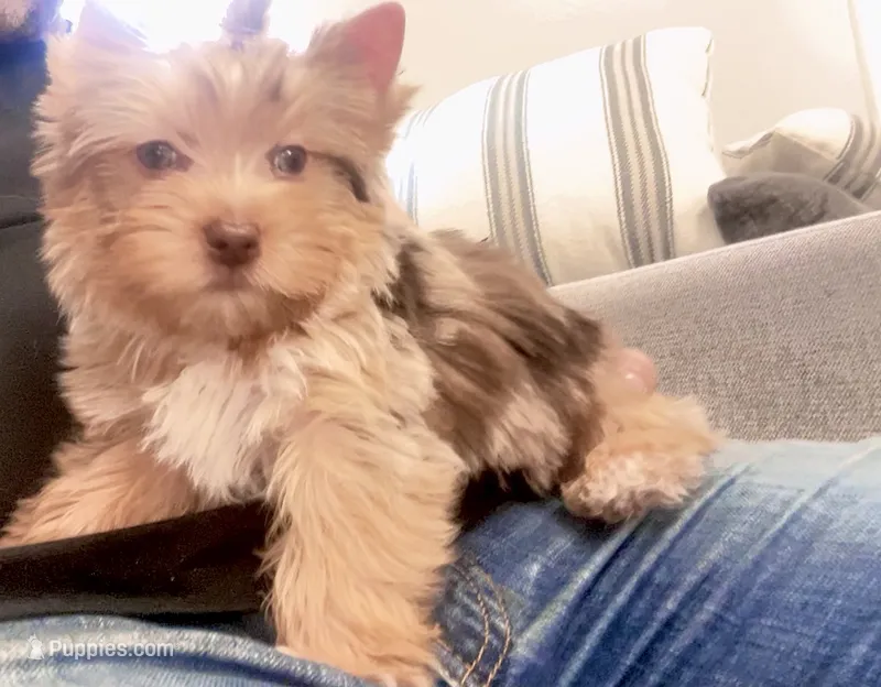 Bebe, a male Yorkshire Terrier for sale in Perris, CA – 1 of 10