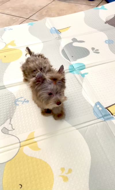 Domino , a male Yorkshire Terrier for sale in Perris, CA – 7 of 7