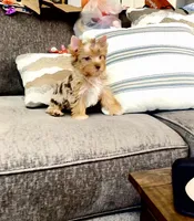 Bebe, a male Yorkshire Terrier for sale in Perris, CA – 2 of 10