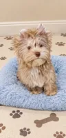 Domino , a male Yorkshire Terrier for sale in Perris, CA – 2 of 7