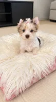 Mable , a female Yorkshire Terrier for sale in Perris, CA – 1 of 10