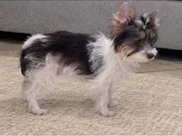 Pronto, a male Yorkshire Terrier for sale in Perris, CA – 3 of 4