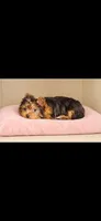 Kiki, a female Yorkshire Terrier for sale in Perris, CA – 4 of 8