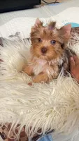 Bebe, a male Yorkshire Terrier for sale in Perris, CA – 3 of 10
