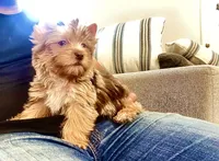 Bebe, a male Yorkshire Terrier for sale in Perris, CA – 7 of 10