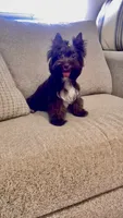 Andy, a male Yorkshire Terrier for sale in Perris, CA – 2 of 5