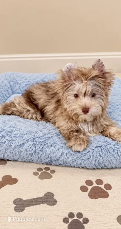 Domino , a male Yorkshire Terrier for sale in Perris, CA – 1 of 7