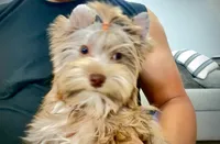 Domino , a male Yorkshire Terrier for sale in Perris, CA – 6 of 7
