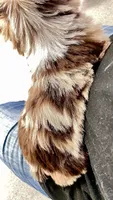 Bebe, a male Yorkshire Terrier for sale in Perris, CA – 9 of 10