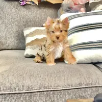 Bebe, a male Yorkshire Terrier for sale in Perris, CA – 6 of 10