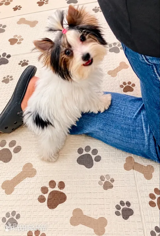 Mimi , a female Yorkshire Terrier for sale in Perris, CA – 1 of 9