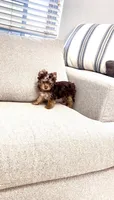 Kiki, a female Yorkshire Terrier for sale in Perris, CA – 5 of 8