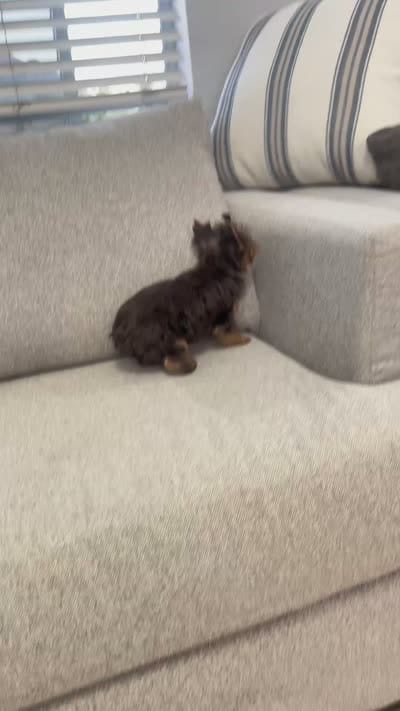 Kiki, a female Yorkshire Terrier for sale in Perris, CA – 8 of 8