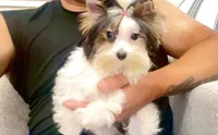 Mimi , a female Yorkshire Terrier for sale in Perris, CA – 8 of 9