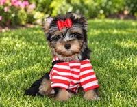 Rocky , a male Yorkshire Terrier for sale in Perris, CA – 3 of 8