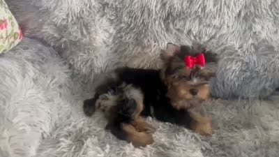 Rocky , a male Yorkshire Terrier for sale in Perris, CA – 8 of 8