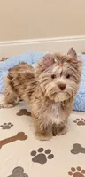 Domino , a male Yorkshire Terrier for sale in Perris, CA – 4 of 7