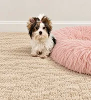 Mimi , a female Yorkshire Terrier for sale in Perris, CA – 5 of 9