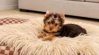 Kiki, a female Yorkshire Terrier for sale in Perris, CA – 7 of 8