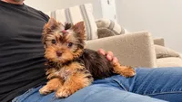 Kiki, a female Yorkshire Terrier for sale in Perris, CA – 3 of 8