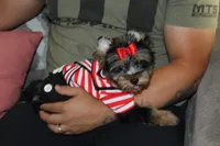 Rocky , a male Yorkshire Terrier for sale in Perris, CA – 2 of 8