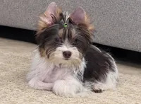 Pronto, a male Yorkshire Terrier for sale in Perris, CA – 2 of 4