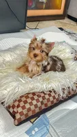 Bebe, a male Yorkshire Terrier for sale in Perris, CA – 4 of 10