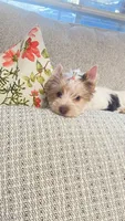 Mable , a female Yorkshire Terrier for sale in Perris, CA – 6 of 10