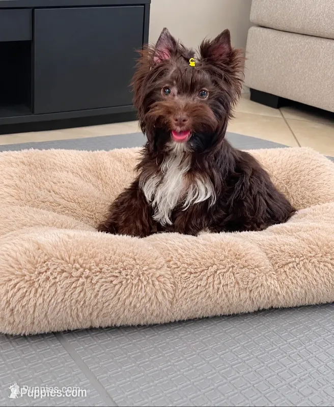Andy, a male Yorkshire Terrier for sale in Perris, CA – 1 of 5
