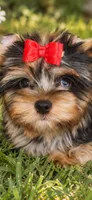 Rocky , a male Yorkshire Terrier for sale in Perris, CA – 4 of 8