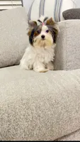 Mimi , a female Yorkshire Terrier for sale in Perris, CA – 4 of 9